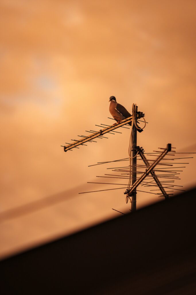 oiseau perché sur une antenne